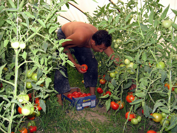 Европа гуши домаће ратаре